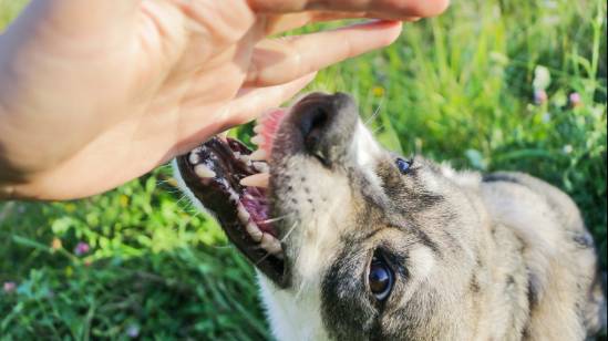 Dog Bite Attorney - Geoff Rill